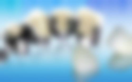 山东聊城中贝佳口腔门诊部医生团队解析